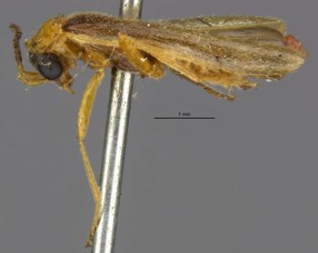Media type: image;   Entomology 3398 Aspect: habitus lateral view